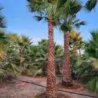 نخل واشنطني زينه ونخل عربي مثمر الرياض