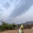 طيور كروان الذكر يتكلم ويغني ويرقص الانثى غير منتجه الطيور