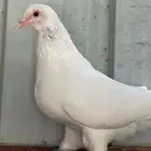 للبيع حمام فرنسي حجم جامبو .