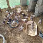 حمام لاحم ومصري وزاجل