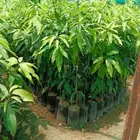 شتلات المانجو بكل انواعها متوفره كميات