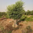 شجره زيتون فاخر