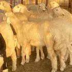 طليان ورخال طيبة مناسبات وثلاجات