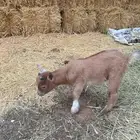 تيس قزمي صغير