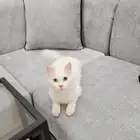 قطط شيرازي