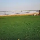 إنجيلة سي الفين طبيعي درجه اولى صافي اخضر كثيف