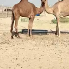 بكار مقاني مشروطه