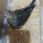 متاح فرخ كروان هولندي