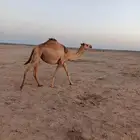 بكره للبيع