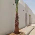 نخل عربي وواشنطنيا