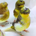 كناري جولستر مستويات