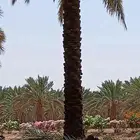 تكريب وتنضيف انخيل وتحويض وقلع الفروخ