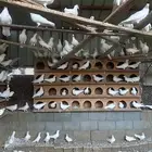 حمام فرنسي ما يقار 40 جوز ابيض كلها .