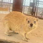 وبر ذكر
