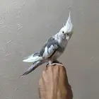 كروان وايت فيس أليف