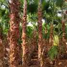 For sale palm trees and decorative bags