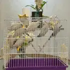 روز ثلاثة اجوز وفرده