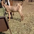 عنز هولنديه سديس مع بنتها جذعه مقروعات جمله1900