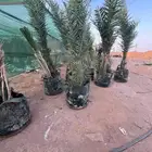 يوجد لدينا جميع انواع النخيل المجذر وفسائل العربي توصيل