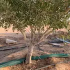 يوجد لدينا اشجار زيتون ونخيل واشنطني وعربي وجميع الأشجار