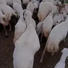 ضان للبيع مراح وحد مشاءالله تبارك الرحمن