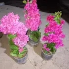 شتلات الجميع انواع اشجار الجموم