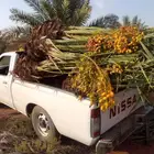 نخيل  البيع مجذر وفسايل بجميع انواعها ومقاساته التوصل 05079
