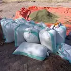 حناء المدينه انتاج مزارع ضواحي ينبع النخل