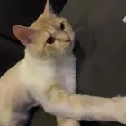 قط لتبني