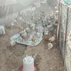 للبيع دجاج وديكه فيومي وبلدي