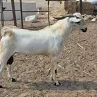 فحل بيشي ثني