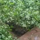 مشتل لبيع جميع الشتلات