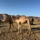 العلا مغيرا