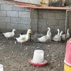 بط للبيع