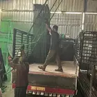 شبوك الطيور