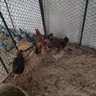 دجاج فيومي لون نركي