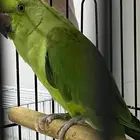 زوج دره للبيع