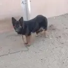 أنثى جيرمن للبيع