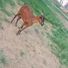 2 غنم بلدي