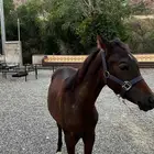 مهر شعبي عمر سنه البيع لأعلى سوم