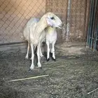 نعجه صفرا متبع