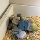 طيور روز للبيع