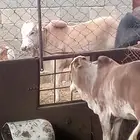 سره عبيده