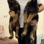 جراوي جيرمن شولاين توب مستورد