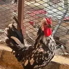 للبيع ثلاثه دياكه شكل ماشاءالله