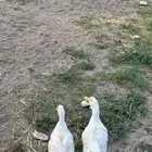 بطط