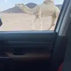 للبيع القعود الكفو