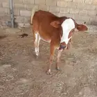 حسيله بعمر 7 شهور