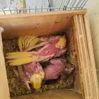 ببغاء الكروان