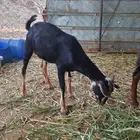للبيع 3 ذكران